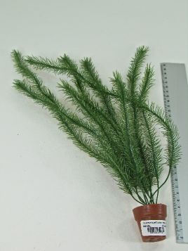 AQUARIUM PLANTS WITH LITTLE TERRI POT