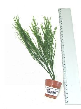 AQUARIUM PLANTS & LITTLE TERRI POT