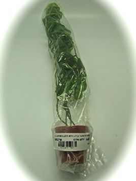 AQUARIUM PLANTS & LITTLE TERRI POT