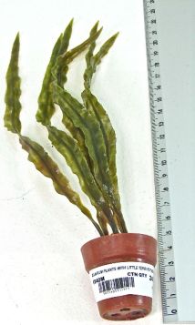 AQUARIUM PLANTS &LITTLE TERRI POT